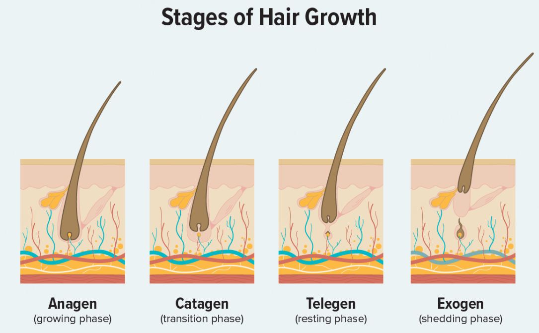Stages of Hair Growth: Understanding Phases of Hair Growth Cycle
